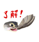 爬虫両生類の日常スタンプ（個別スタンプ：5）