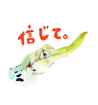 爬虫両生類の日常スタンプ（個別スタンプ：11）