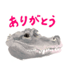 爬虫両生類の日常スタンプ（個別スタンプ：12）