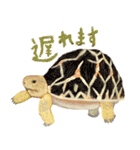 爬虫両生類の日常スタンプ（個別スタンプ：17）