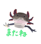 爬虫両生類の日常スタンプ（個別スタンプ：24）