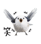 リアルシマエナガミーム1（個別スタンプ：2）