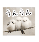 リアルシマエナガミーム1（個別スタンプ：5）