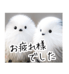 リアルシマエナガミーム1（個別スタンプ：7）