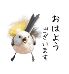 リアルシマエナガミーム1（個別スタンプ：9）