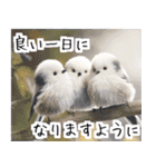 リアルシマエナガミーム1（個別スタンプ：10）