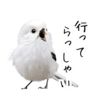 リアルシマエナガミーム1（個別スタンプ：14）