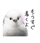 リアルシマエナガミーム1（個別スタンプ：16）