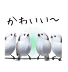 リアルシマエナガミーム1（個別スタンプ：23）