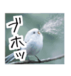 リアルシマエナガミーム1（個別スタンプ：30）