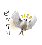 リアルシマエナガミーム1（個別スタンプ：31）