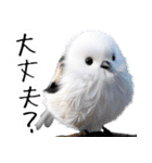 リアルシマエナガミーム1（個別スタンプ：35）