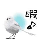 リアルシマエナガミーム1（個別スタンプ：37）