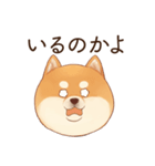 恋人に束縛するかまってちゃん犬(柴犬)（個別スタンプ：6）