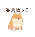 恋人に束縛するかまってちゃん犬(柴犬)（個別スタンプ：19）
