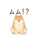 恋人に束縛するかまってちゃん犬(柴犬)（個別スタンプ：21）