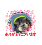 ルーちゃんローちゃんスタンプ（個別スタンプ：13）