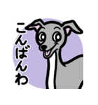 【ブルー4】1年中使えるイタグレのスタンプ（個別スタンプ：3）
