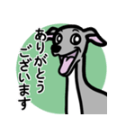 【ブルー4】1年中使えるイタグレのスタンプ（個別スタンプ：5）