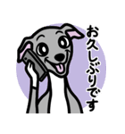 【ブルー4】1年中使えるイタグレのスタンプ（個別スタンプ：17）