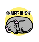 【ブルー4】1年中使えるイタグレのスタンプ（個別スタンプ：20）