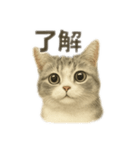 ぼくマンチカン！猫の挨拶バージョン（個別スタンプ：1）