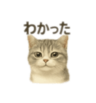 ぼくマンチカン！猫の挨拶バージョン（個別スタンプ：3）