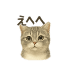 ぼくマンチカン！猫の挨拶バージョン（個別スタンプ：4）