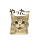 ぼくマンチカン！猫の挨拶バージョン（個別スタンプ：6）