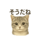 ぼくマンチカン！猫の挨拶バージョン（個別スタンプ：12）