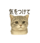 ぼくマンチカン！猫の挨拶バージョン（個別スタンプ：16）