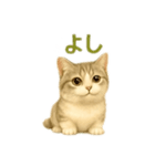 ぼく。マンチカン！猫挨拶バージョン（個別スタンプ：3）