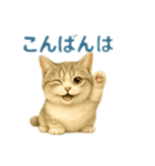 ぼく。マンチカン！猫挨拶バージョン（個別スタンプ：8）