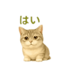ぼく。マンチカン！猫挨拶バージョン（個別スタンプ：12）