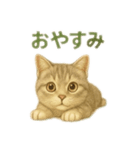 ぼく。マンチカン！猫挨拶バージョン（個別スタンプ：15）