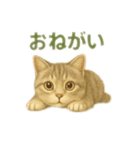 ぼく。マンチカン！猫挨拶バージョン（個別スタンプ：16）