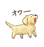これはダックスフンドです。(クリーム)（個別スタンプ：11）