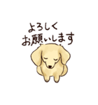 これはダックスフンドです。(クリーム)（個別スタンプ：21）
