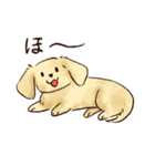 これはダックスフンドです。(クリーム)（個別スタンプ：22）