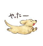 これはダックスフンドです。(クリーム)（個別スタンプ：32）