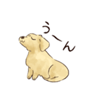 これはダックスフンドです。(クリーム)（個別スタンプ：33）