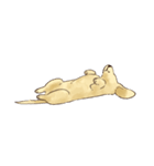 これはダックスフンドです。(クリーム)（個別スタンプ：36）