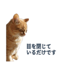 だらしない猫が言い訳をしてくれる（個別スタンプ：2）