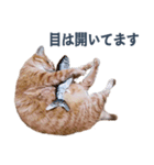 だらしない猫が言い訳をしてくれる（個別スタンプ：4）
