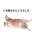 だらしない猫が言い訳をしてくれる（個別スタンプ：9）