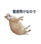 だらしない猫が言い訳をしてくれる（個別スタンプ：14）