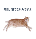だらしない猫が言い訳をしてくれる（個別スタンプ：15）