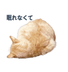 だらしない猫が言い訳をしてくれる（個別スタンプ：16）