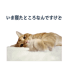 だらしない猫が言い訳をしてくれる（個別スタンプ：18）