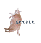 だらしない猫が言い訳をしてくれる（個別スタンプ：24）